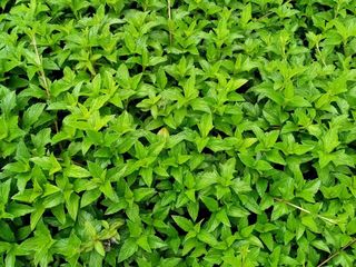 กระดุมทอง