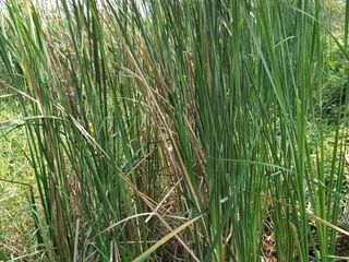 ธูปฤาษีตัดสด