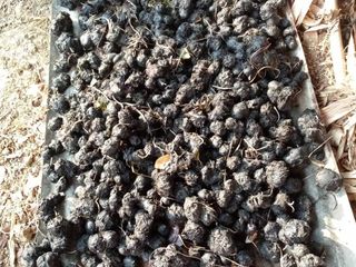 เหง้าบัวแดง