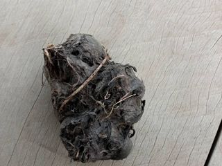 เหง้าบัวแดง