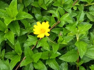 กระดุมทอง