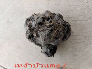 เหง้าบัวแดง