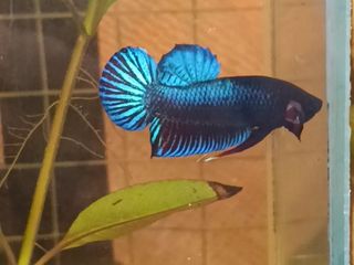 ปลากัดบ่อดินแปดริ้ว