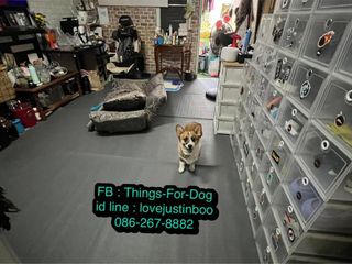 ผ้ายางกันลื่นสุนัข อย่าปล่อยให้น้องหมาอยู่พื้นลื่นนานๆขาเสีย