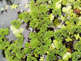 แหนเป็ด