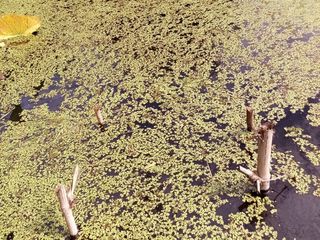 แหนเป็ด