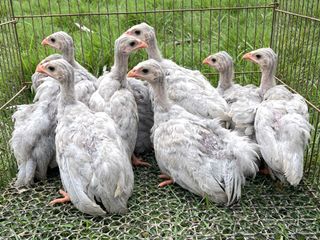 ลูกไก่ต๊อก สีเทา