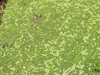 แหนแดงอละแหนเป็ด