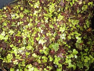 แหนเป็ดธรรมชาติ