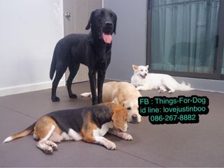 ยางปูพื้นกันลื่นสุนัข แก้ปํญหาพื้นลื่นอย่าปล่อยให้น้องขาเสีย