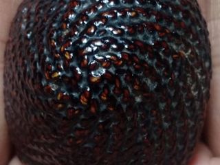 เบี้ยแก้หลวงปู่เพิม วัดกลางบางแก้ว (3ห่วงสแตนเลส)