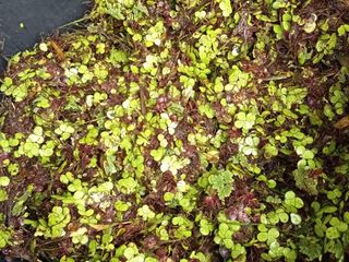 แหนเป็ด