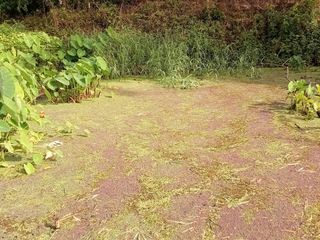 แหนแดง แหนเป็ด