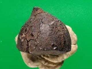 5509 ลูกเม็ดแป้ง เนื้อคลั่ง เครื่องรางของขลัง สายคงกระพันชาต