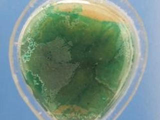 5443 สีผึ้งหลวงพ่อทองอยู่ วัดอิสาน ยุคแรก ถนนกุดั่น ตำบลในเ