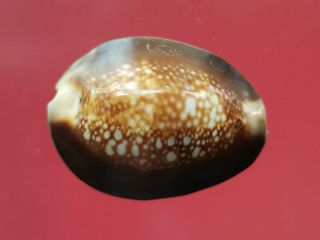 5782 เบี้ยแก้ จารรอบเบี้ย เก่าไม่ทราบที่