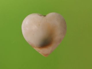 5887 หอยเนตรพระศิวะ รูปหัวใจ ขนาดกว้าง 1.8 ซม. สูง 1.7 ซม.