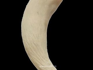 เขี้ยวหมูตัน