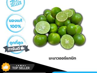 มะนาวสดจากไร่สวนสุข คละไซส์ ลูกใหญ่ น้ำเยอะ หอม เปลือกบาง