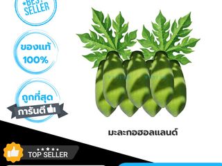 มะละกอฮอลแลนด์ผลสุก เนื้อแน่นๆ สีสวย สดจากไร่สวนสุขเพชรบุรี