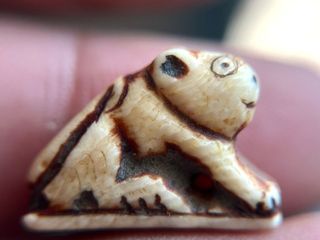 เสืองาแกะ