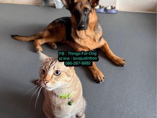 แผ่นยางกันลื่นสุนัข อย่าปล่อยให้สุนัขอยู่พื้นลื่น ขาแบะ