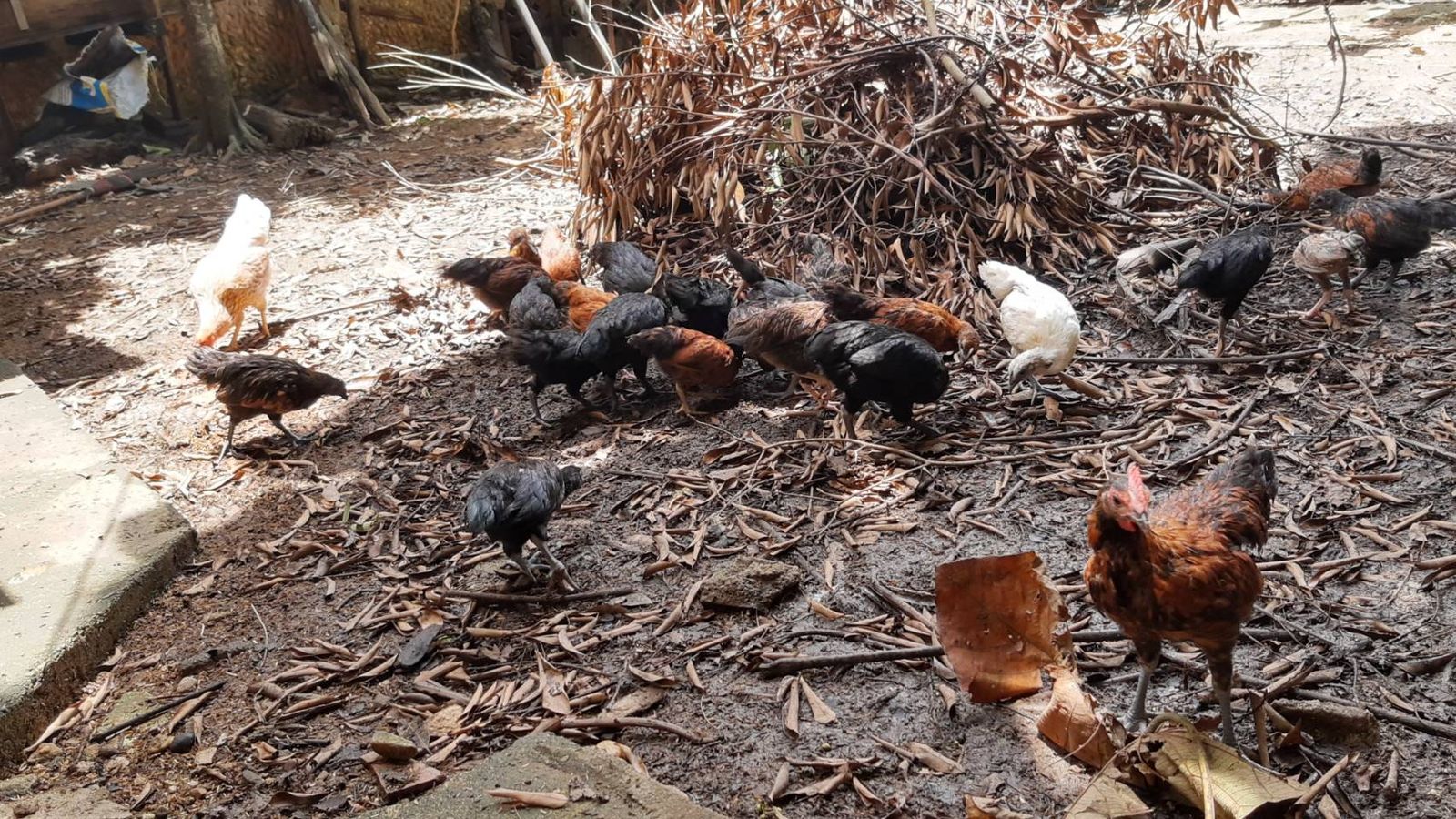 รูปภาพสินค้า