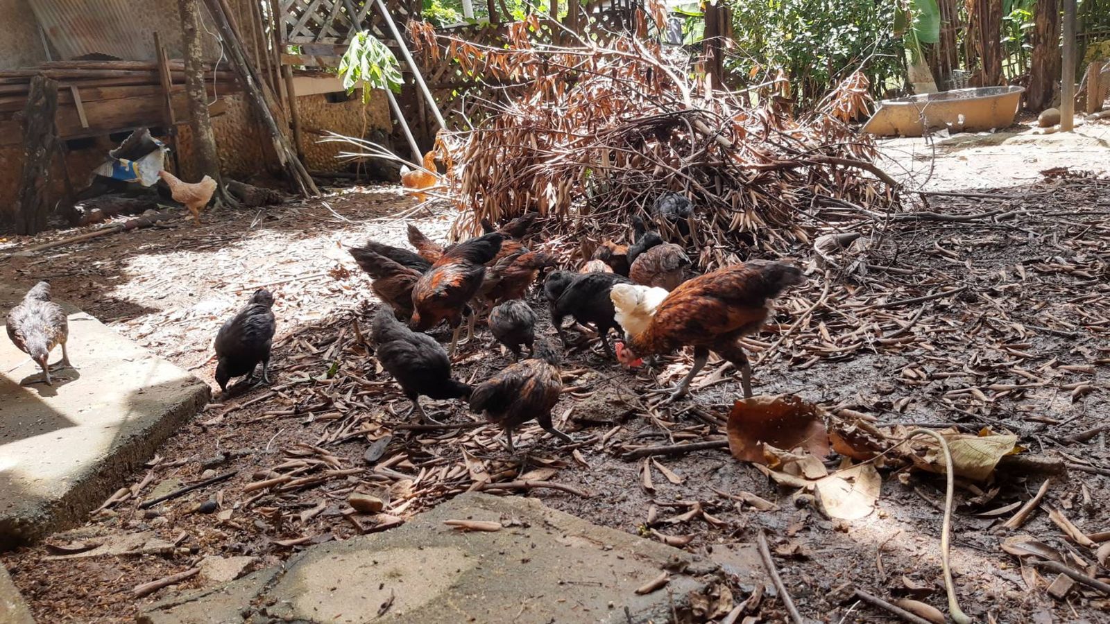 รูปภาพสินค้า