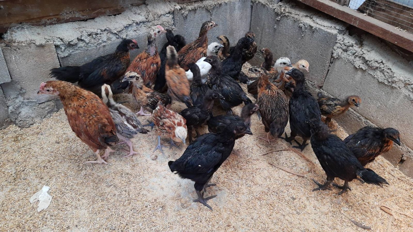 รูปภาพสินค้า