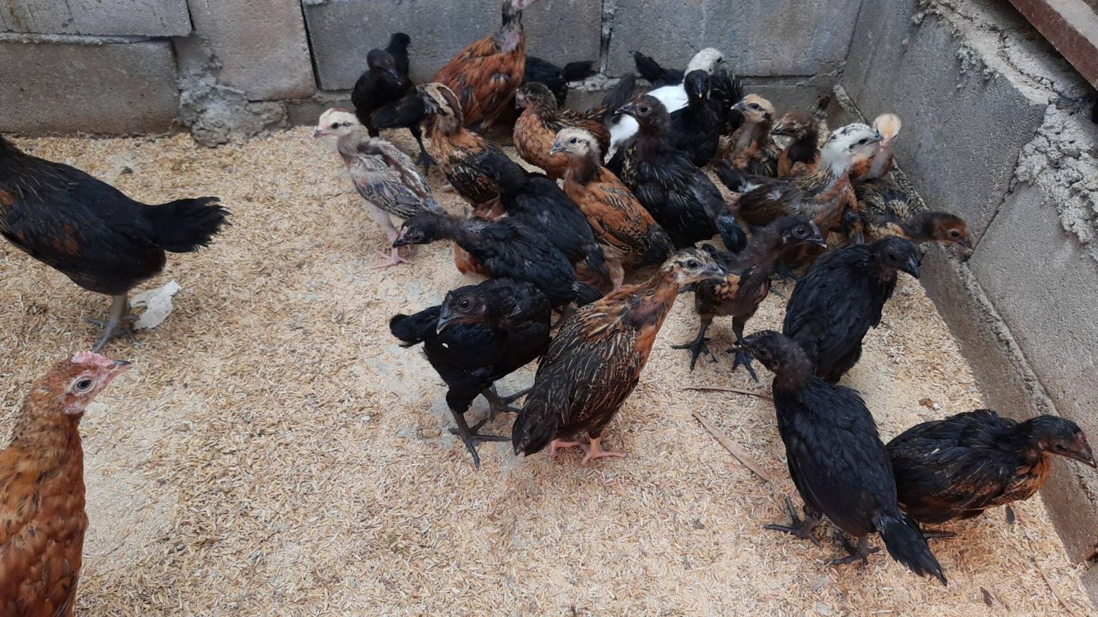 รูปภาพสินค้า