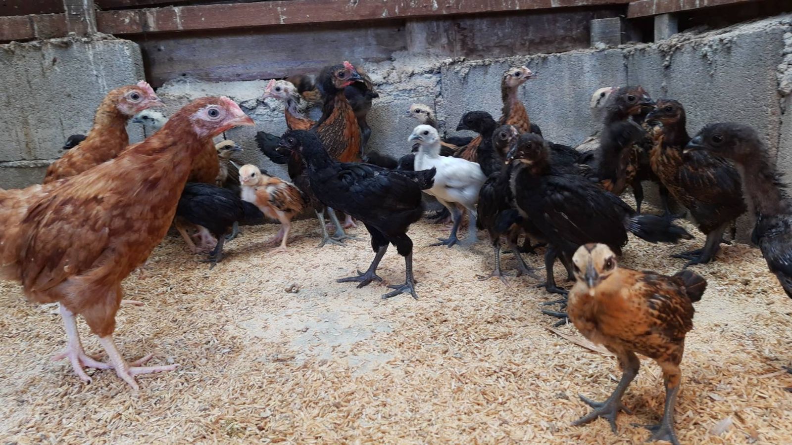 รูปภาพสินค้า