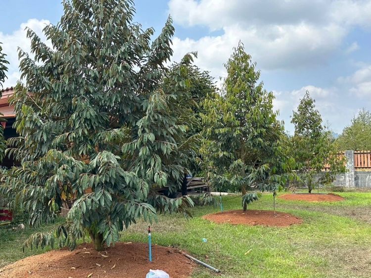 รูปภาพสินค้า