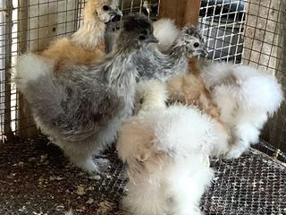 ไก่ศิวกี้