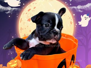 เฟรนบลูด็อก พร้อมย้ายบ้าน