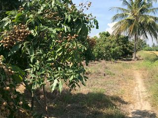 ขาย ที่ดินสวนลำไย 4ไร่ 99ตร.ว. อ.ดอยหลวง จ.เชียงใหม่