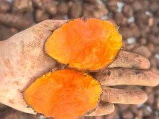 หัวแม่ขมิ้น(ทาวัวชน,ทาไก่ชน,ทำตัวยา)