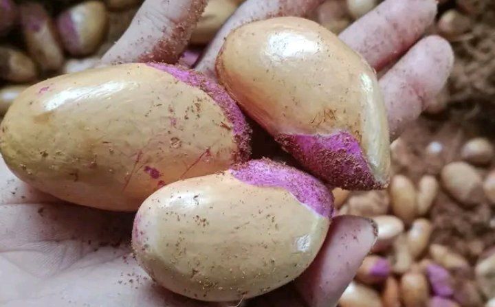 รูปภาพสินค้า