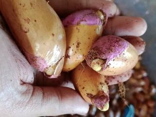 เม็ดทุเรียนบ้าน