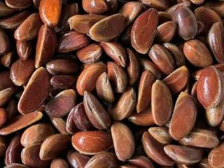 เม็ดมะริด