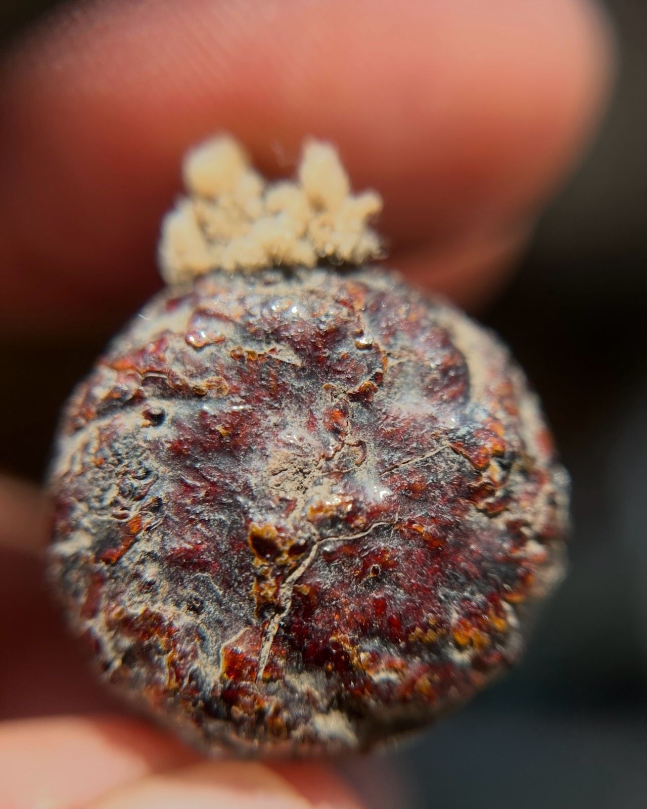 รูปภาพสินค้า