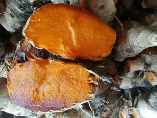 แม่ขมิ้นชันทาวัวชน/ทาไก่ชน/ใช้ทำตัวยา