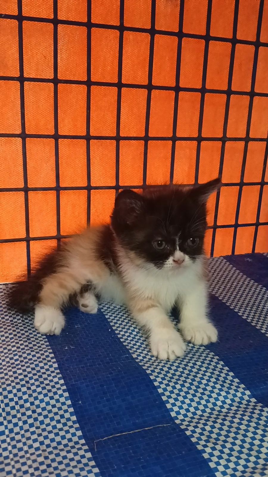 รูปภาพสินค้า