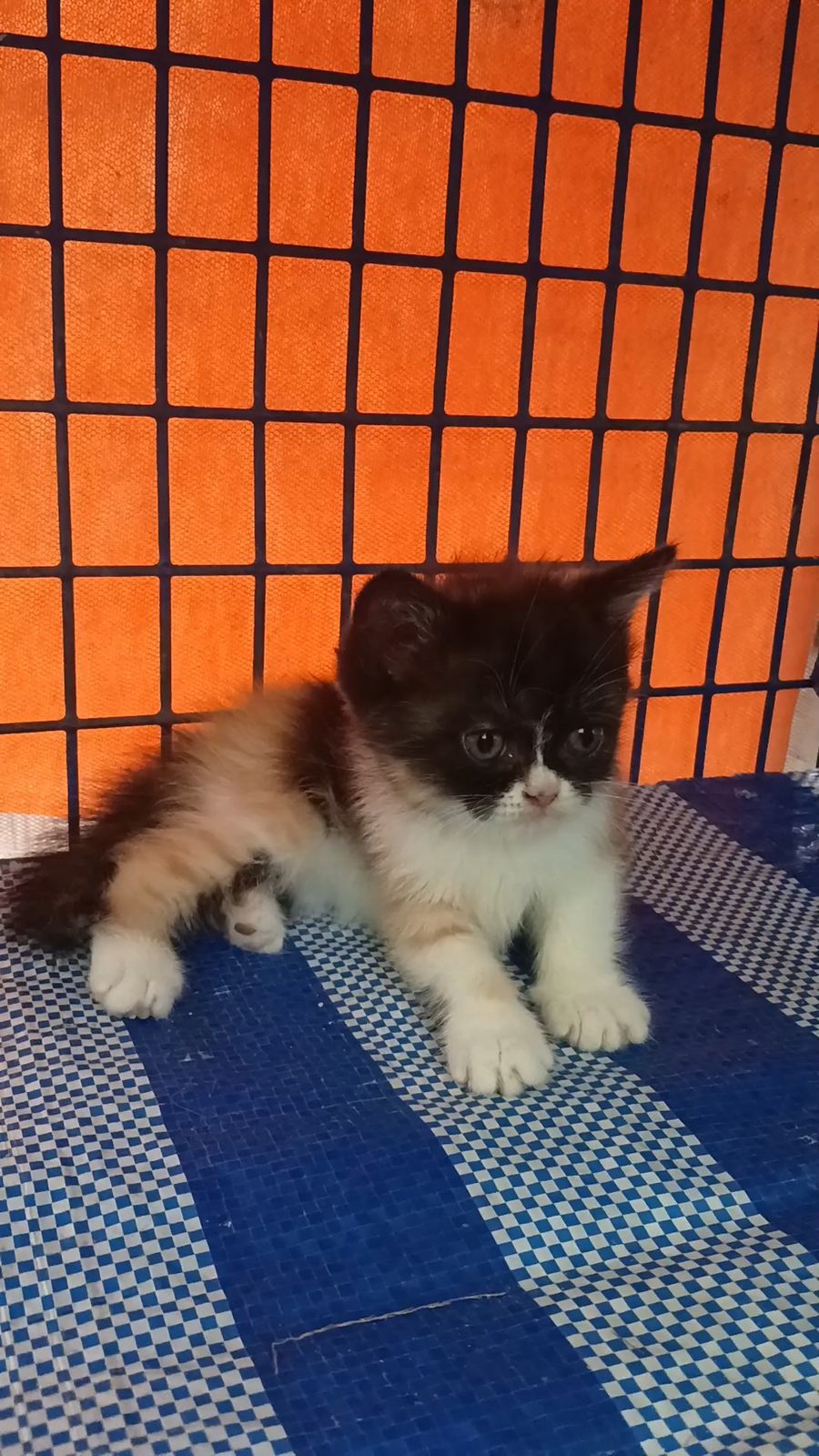 รูปภาพสินค้า