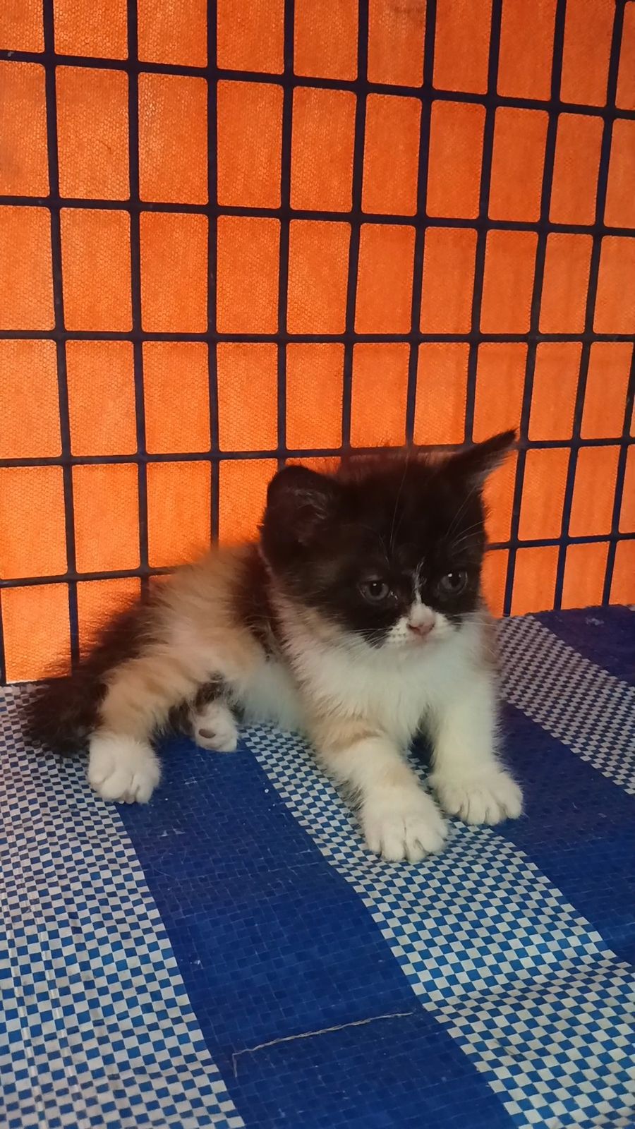 รูปภาพสินค้า