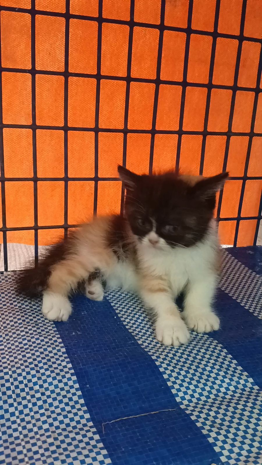 รูปภาพสินค้า