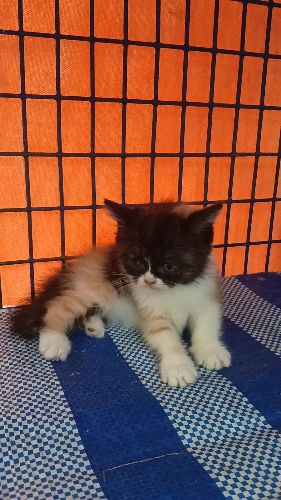 รูปภาพสินค้า