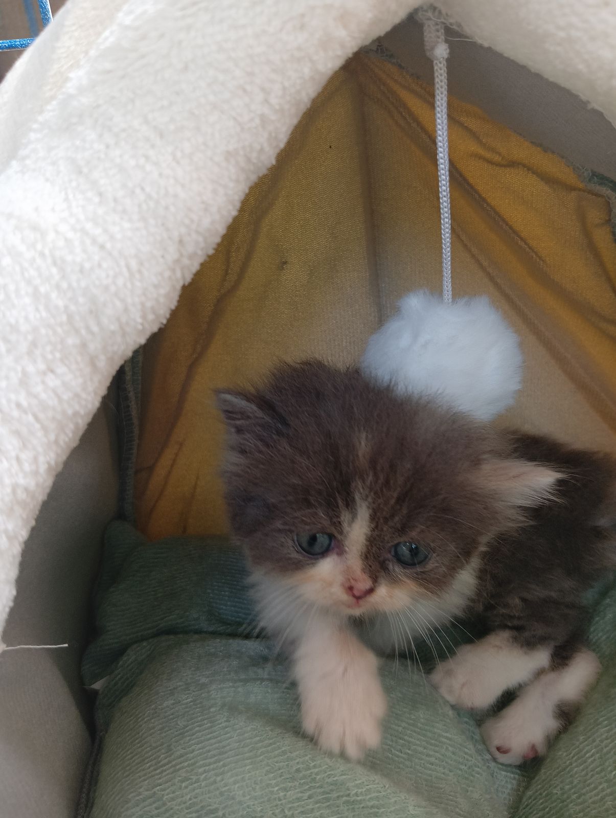 รูปภาพสินค้า