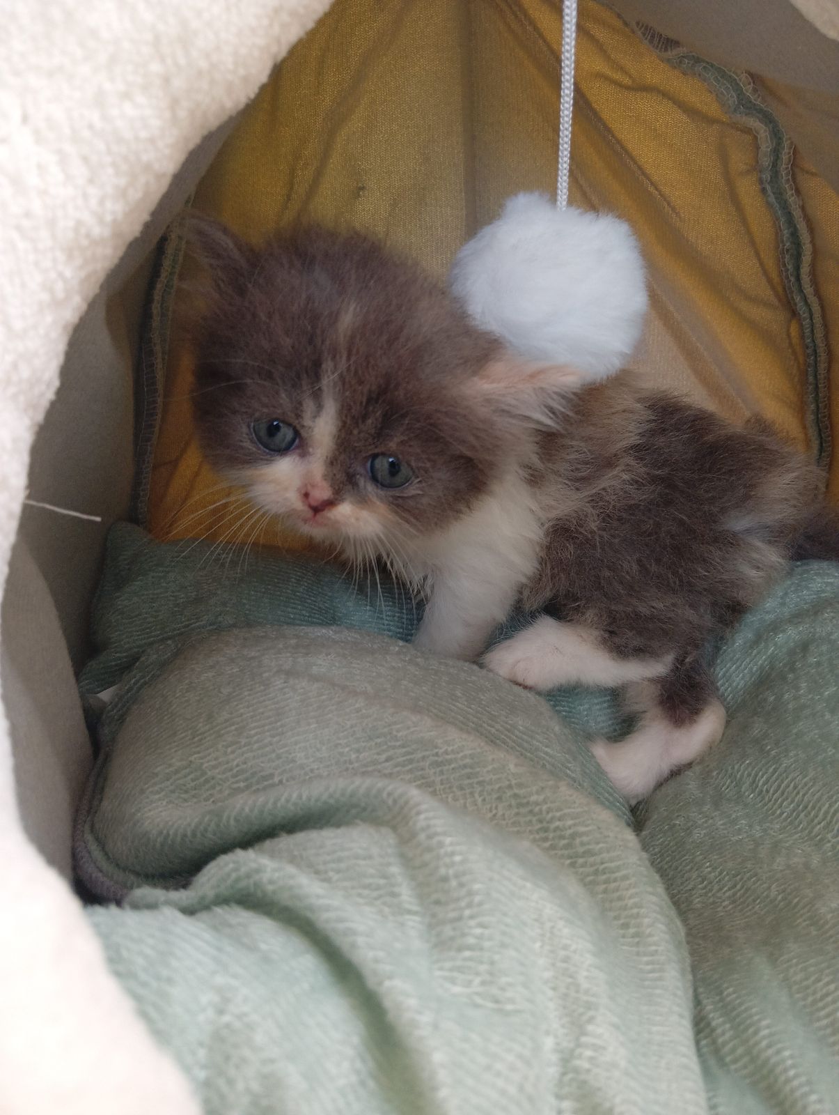 รูปภาพสินค้า