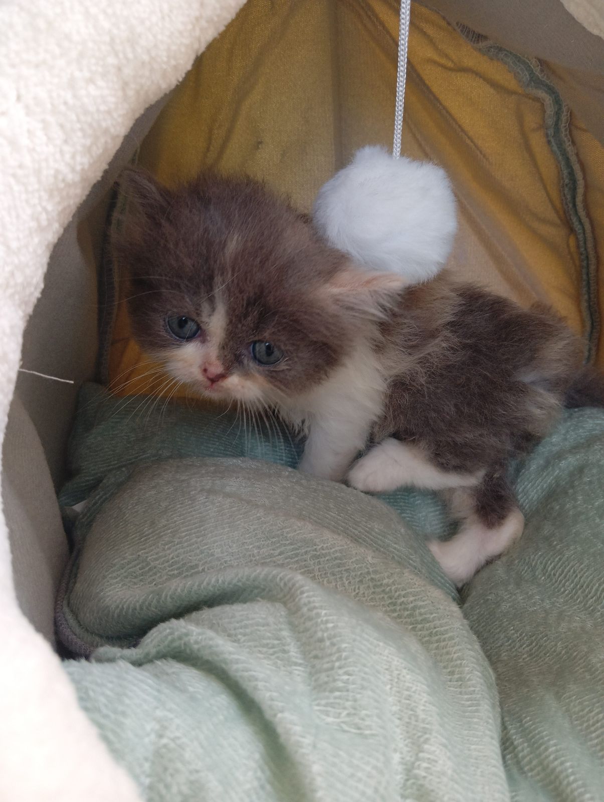 รูปภาพสินค้า