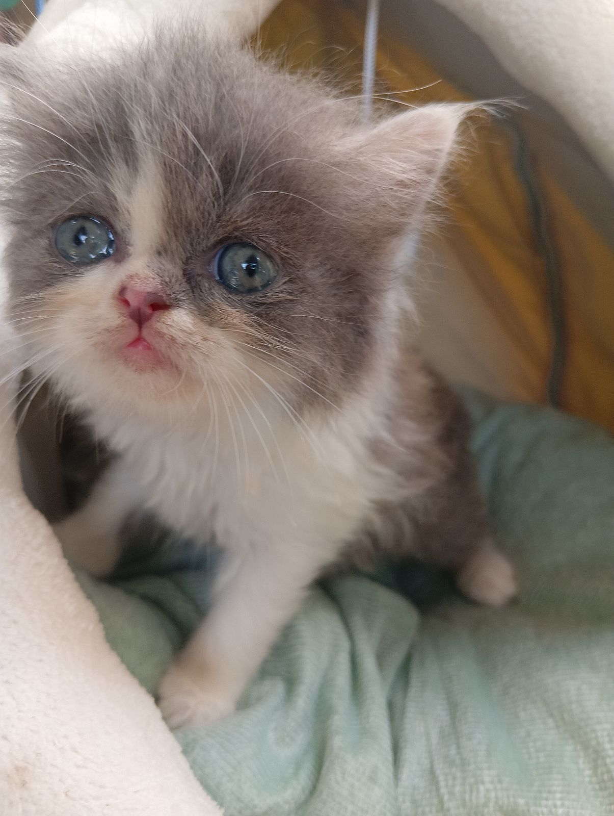 รูปภาพสินค้า